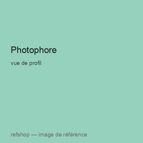Photophore, vue de profil